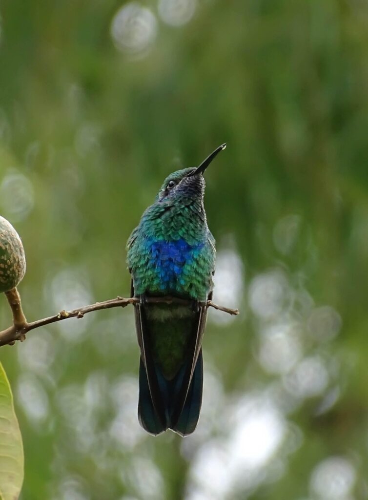 Colibrí, símbolo de la riqueza natural de Colombia
